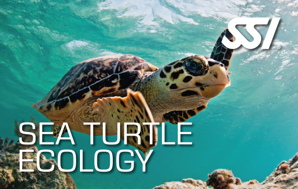 Gutschein SSI  Sea Turtle Ecology - abc-tauchparadies